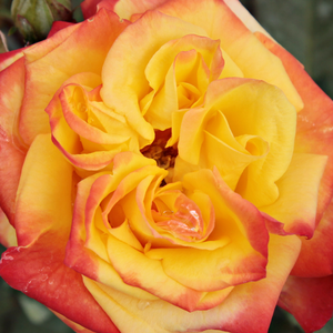Web trgovina ruža - floribunda ruže - crvena  - žuta - Rosa  Rumba ® - diskretni miris ruže - Svend Poulsen - Vrlo je pogodna za ukrašavanje rubova, s izvrsnim   živim bojama, cvijeta cijelu sezonu, cvjetovi dugotrajni